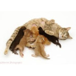 Mummy to Kitten 懷孕貓及幼貓